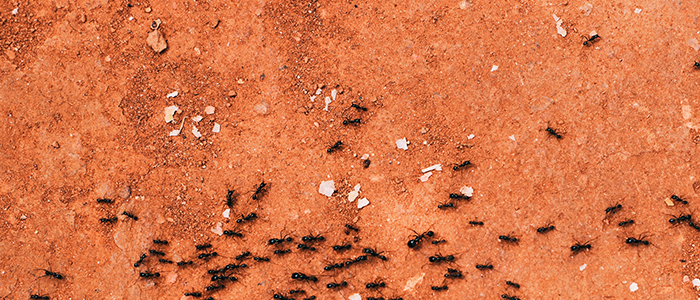 Osuszanie budynk&oacute;w w Krakowie DDD Czystość