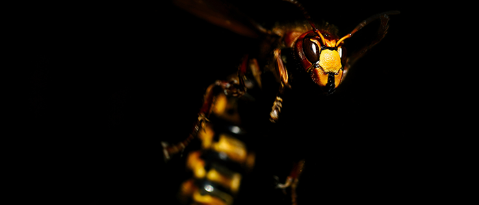 Osuszanie budynk&oacute;w w Krakowie DDD Czystość